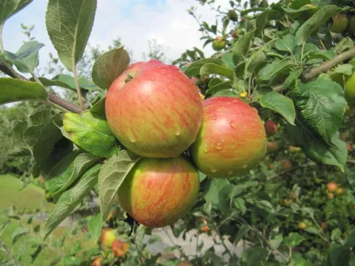 La sidra: elaboración y cata