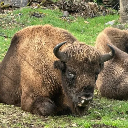 Prehistoric visits to the park's animal enclosures