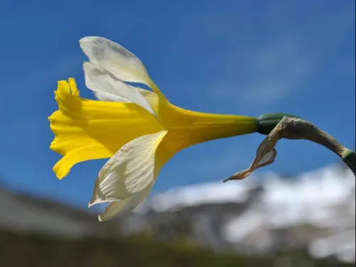 Botanical gatherings. Asociación Festuca Jierru
