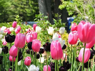 Tulipanes por el párkinson