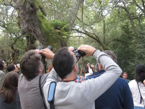 Adult Workshop: The Dawn Chorus
