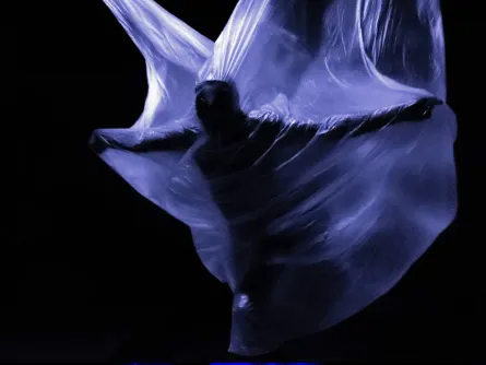 Zig Zag Danza. "formaS"