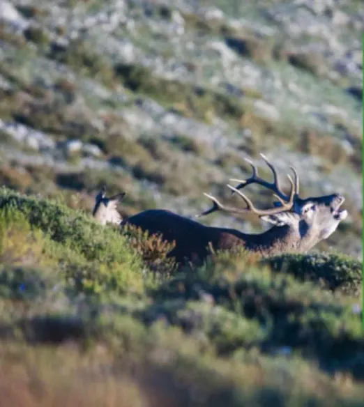 La Berrea del Venado. Nava