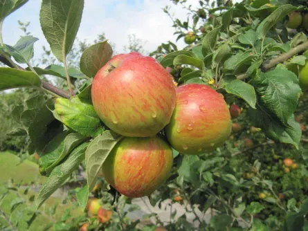 La sidra: elaboración y cata