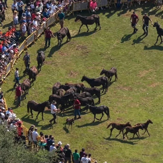 La Fiesta del Asturcón 2026