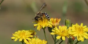 Taxonomic identification course for bees.