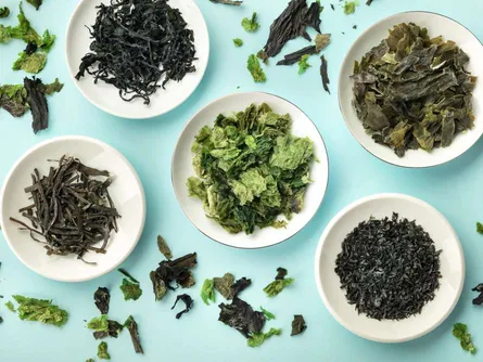 ARCU ATLÁNTICU FESTIVAL. Gastronomy. Workshops and tastings on Atlantic gastronomy: Seaweed