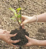 Actividad: "Plantación de árboles"