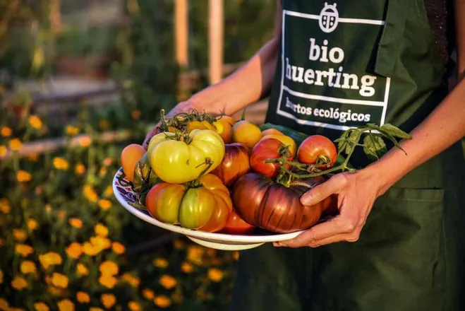 Taller para adultos: Tomates ecológicos, de la semilla a la mesa