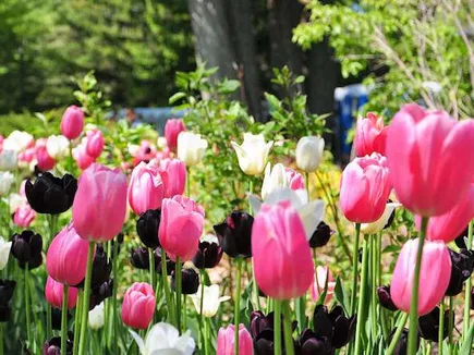 Tulipanes por el párkinson