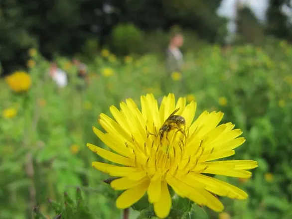 Taller familiar: Pequeños jardines para grandes polinizadores