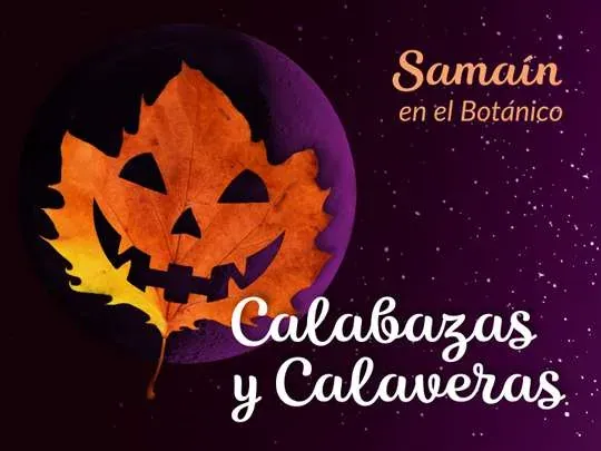 Samaín 2026: Pumpkins and Skulls