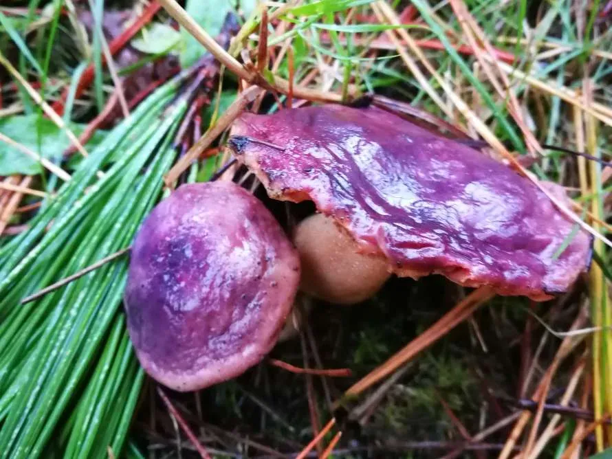 Actividad micológica: «Setas de Otoño»