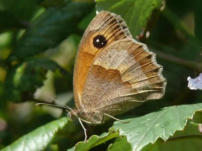 Adult Workshop: Butterflies