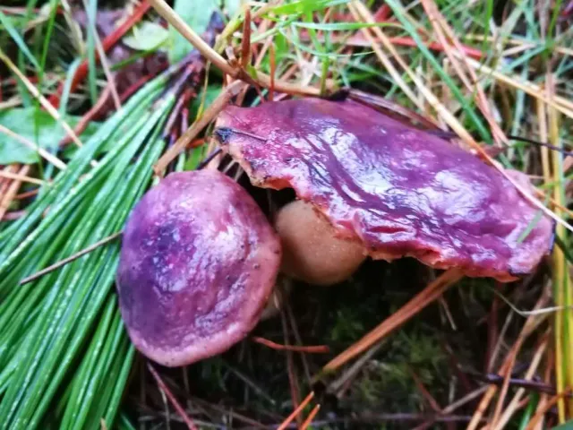 Actividad micológica: «Setas de Otoño»