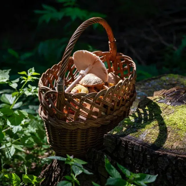Mushroom identification with Artesanamente