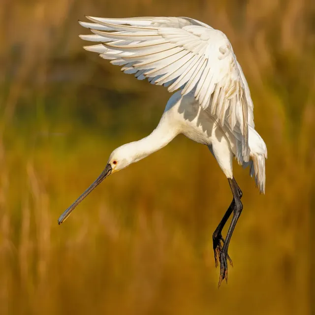4th Ornithological Conference of the Ría del Eo